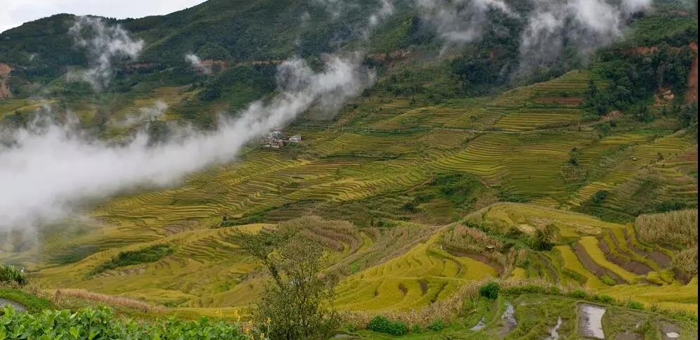哈尼梯田.jpg